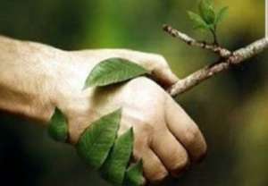 Man holding a tree branch