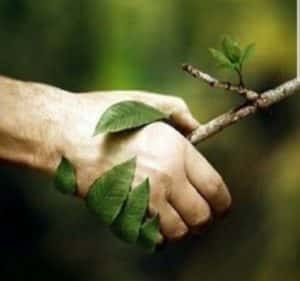 Man holding a tree branch