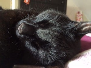 cat sleeping on furniture 