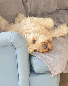 A dog laying on a sofa