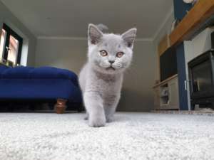 Carpet protection image with kitten