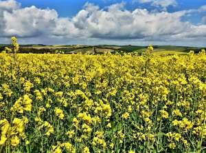 South downs 